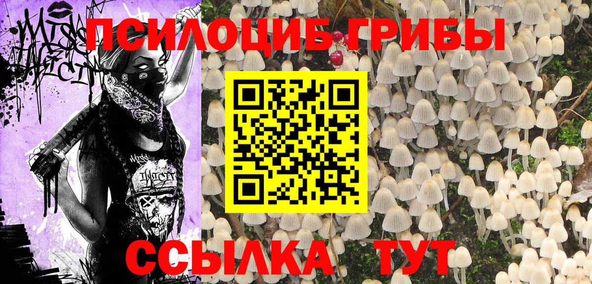 Галлюциногенные грибы Psilocybe Северодвинск